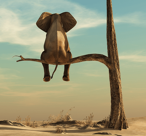 Profilvatten-elephant